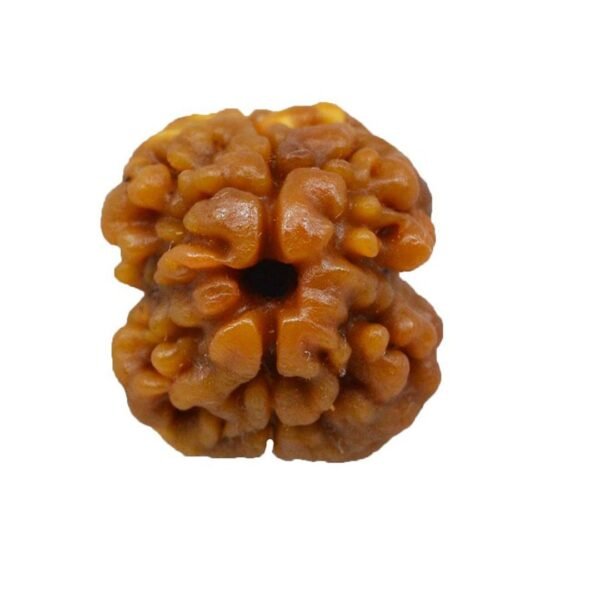 2 Mukhi Rudraksha (Nepal)