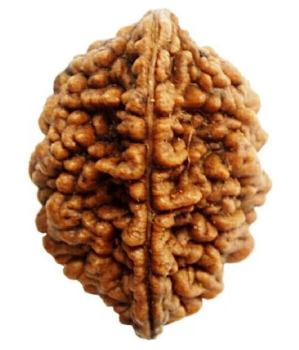 2 Mukhi Rudraksha - Image 3