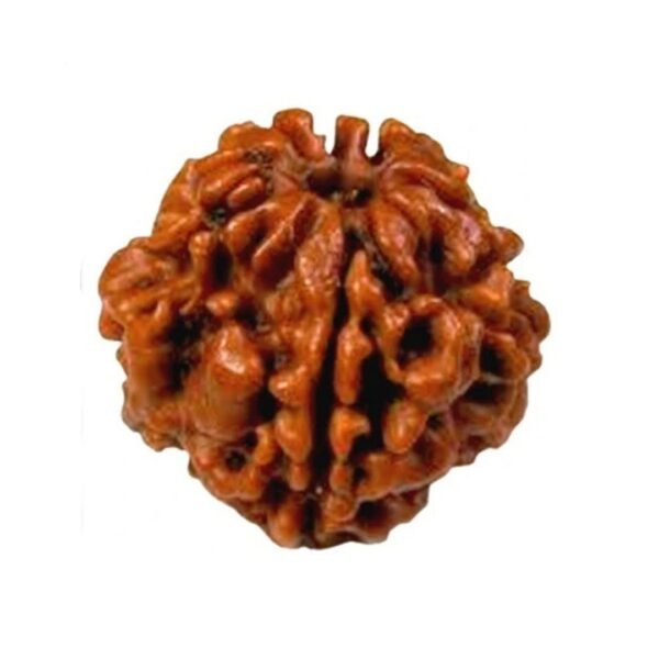 2 Mukhi Rudraksha (Nepal) - Image 2